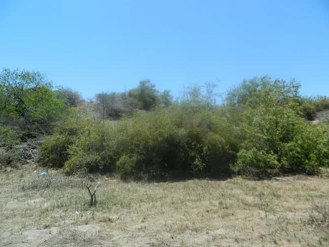 VENTA TERRENO DE PLAYA LAS GLORIAS GUASAVE SINALOA