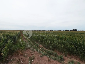 GBA_2428 | TERRENO AGRÍCOLA DE PRIMERA PREDIO LAS CRUCES COHUIBAMPO | GARZA Bienes Raíces & Avalúos