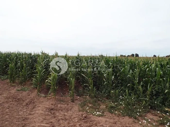 GBA_2427 | TERRENO AGRÍCOLA DE PRIMERA PREDIO LAS CRUCES COHUIBAMPO | GARZA Bienes Raíces & Avalúos