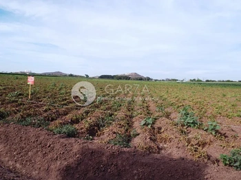 GBA_2017 | VENTA TERRENO AGRICOLA PREDIO JIQUILPAN ATRAS DE UNIV. DE LOS MOCHIS | GARZA Bienes Raíces & Avalúos