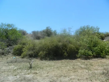 GBA_2030 | VENTA TERRENO DE PLAYA LAS GLORIAS GUASAVE SINALOA | GARZA Bienes Raíces & Avalúos